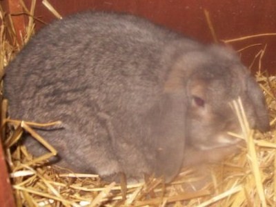 bunny bundles reborns